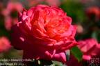 Holiday Island Oahu rose photo