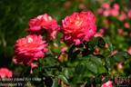 Holiday Island Oahu rose photo
