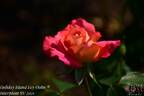 Holiday Island Oahu rose photo