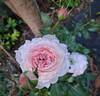 Catherine Meurisse rose photo