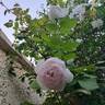 La Belle Rouet rose photo