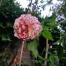Abracadabra rose photo
