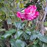 Easy Fashion rose photo