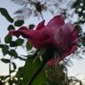 Easy Fashion rose photo