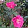Rodin ® rose photo