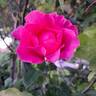 The McCartney Rose ™ rose photo