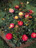 KO 15/3839-08 rose photo