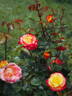 KO 15/3839-08 rose photo