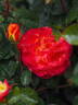 KO 15/3839-08 rose photo