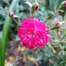 Dian rose photo
