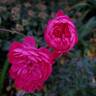 Dian rose photo