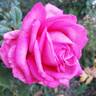 California Dreamin' ™ rose photo