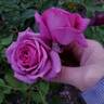 Sweet Madame Blue ™ rose photo