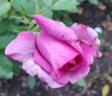 Sweet Madame Blue ™ rose photo