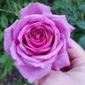 Sweet Madame Blue ™ rose photo