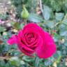 Stiletto rose photo