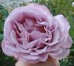 Blushing Lavender rose photo