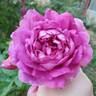Sultry Night ™ rose photo