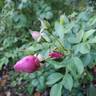 Sultry Night ™ rose photo