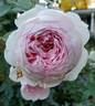 Earth Angel rose photo