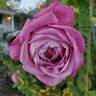 Heirloom rose photo