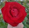 Forever Yours rose photo