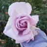 Le Petit Prince rose photo
