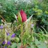 Munstead Wood rose photo