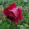 Munstead Wood rose photo