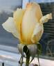 New Day rose photo