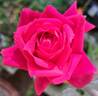 Caprice de Meilland ® rose photo