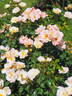 Zauberhaft rose photo