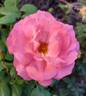 Pacific Wonderland rose photo