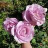 Sweetness ™ rose photo