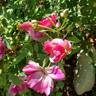 Sultry Night ™ rose photo