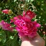 Sultry Night ™ rose photo