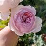 Earth Angel rose photo