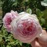 Earth Angel rose photo