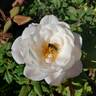 English Miss rose photo
