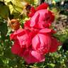 Florentina rose photo