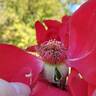 Olympiad ™ rose photo