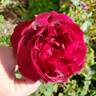 Munstead Wood rose photo