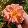 Orange Ruffels rose photo