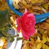 True Compassion rose photo