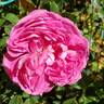 La Reine rose photo