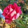 Mauvelous rose photo