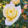 Bright rose photo