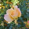 Bright rose photo