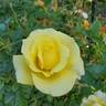 True Friendship rose photo