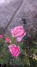 MEIffable rose photo